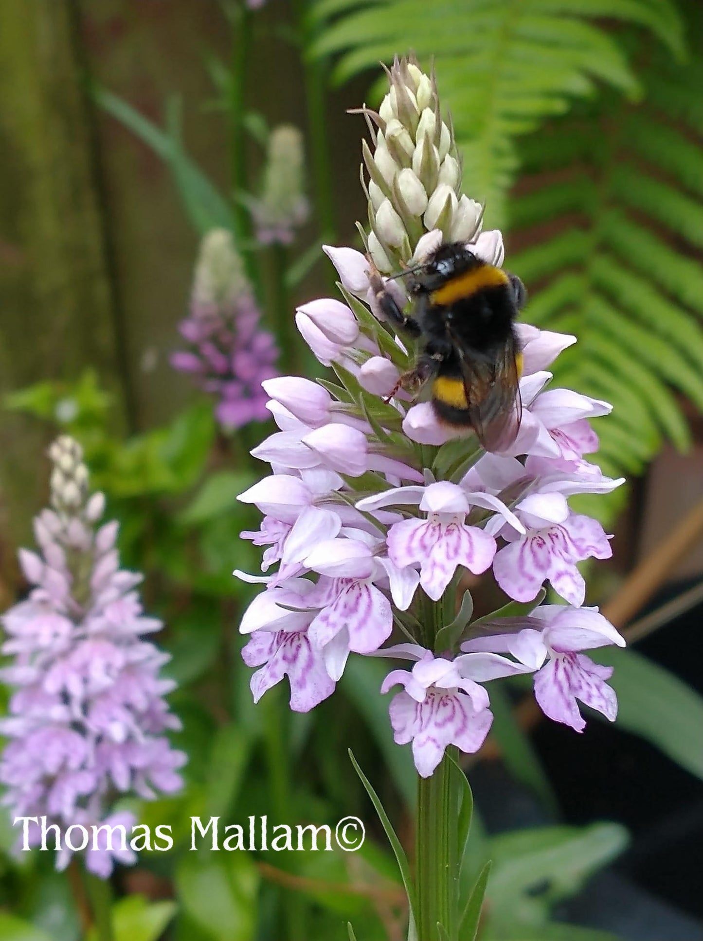 Bumblebee A5 Greeting Card