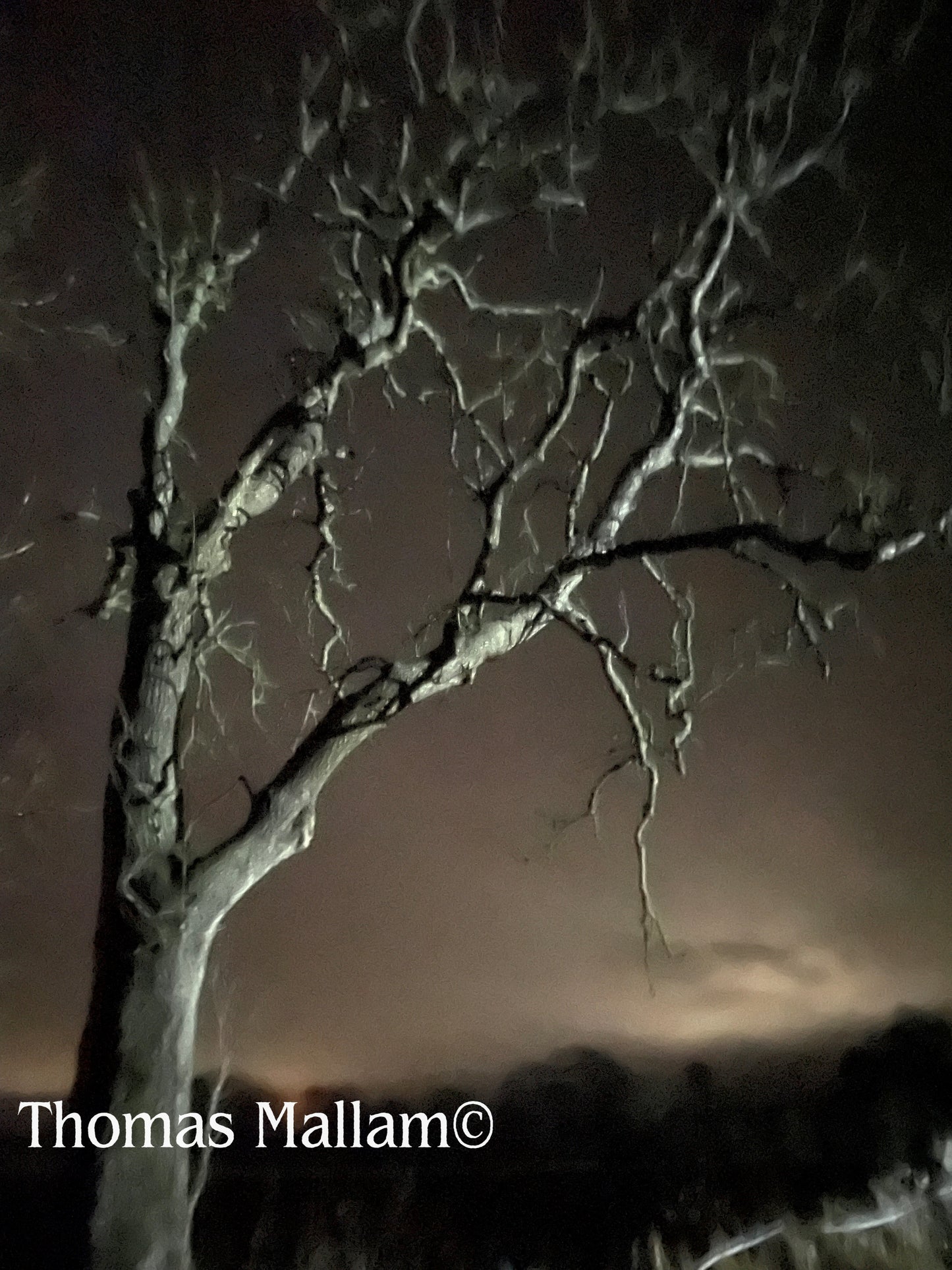 Ghostly Tree - Greeting Card