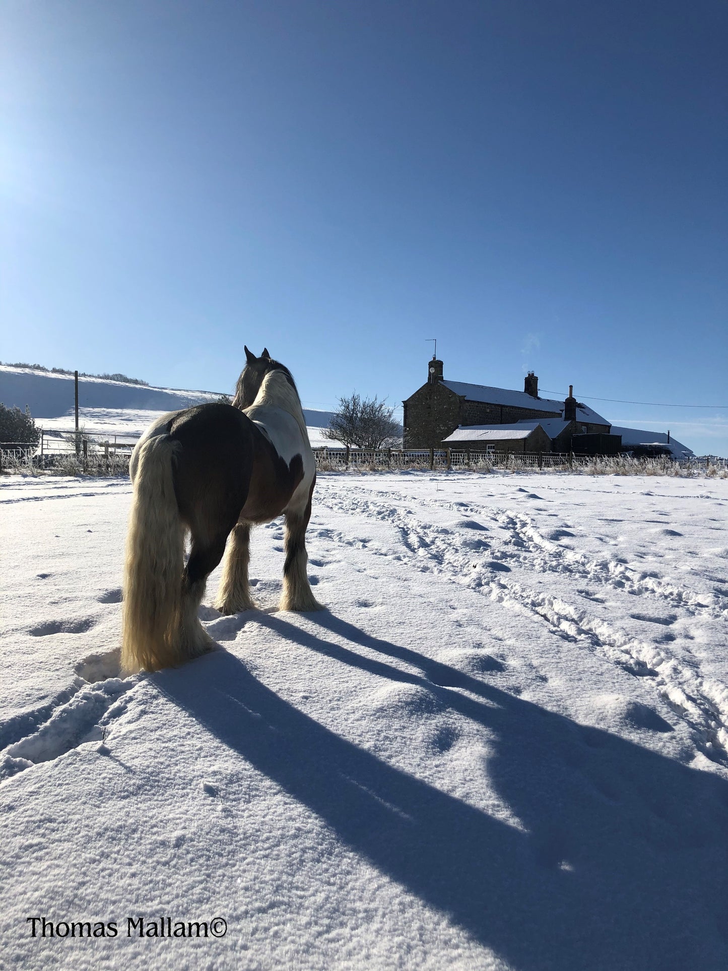 Skewbald Horse In The Snow - A5 Greeting Card