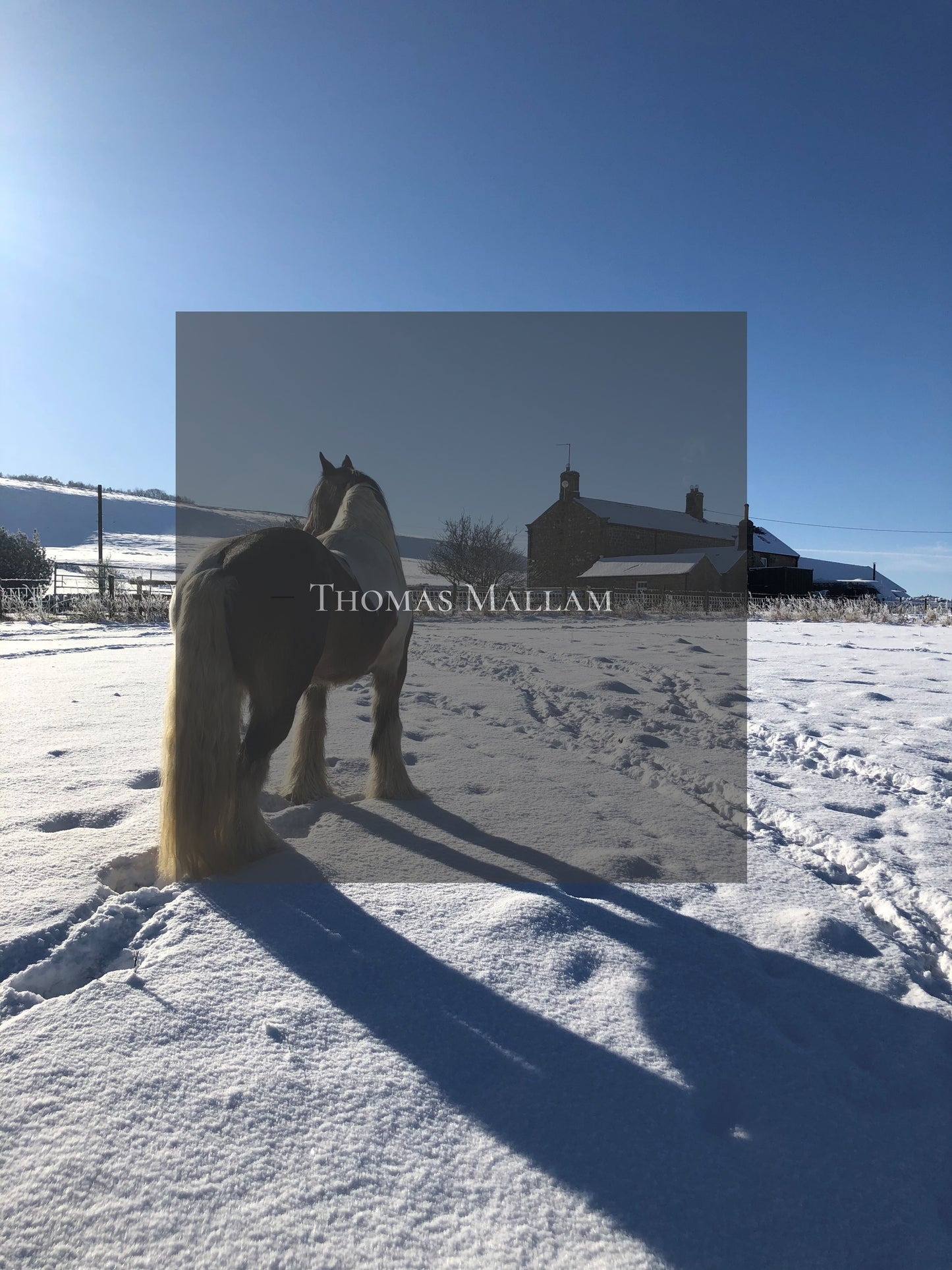 Skewbald Horse In The Snow - A5 Greeting Card