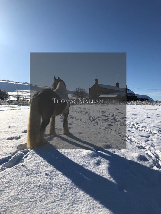 Skewbald Horse In The Snow - A5 Greeting Card